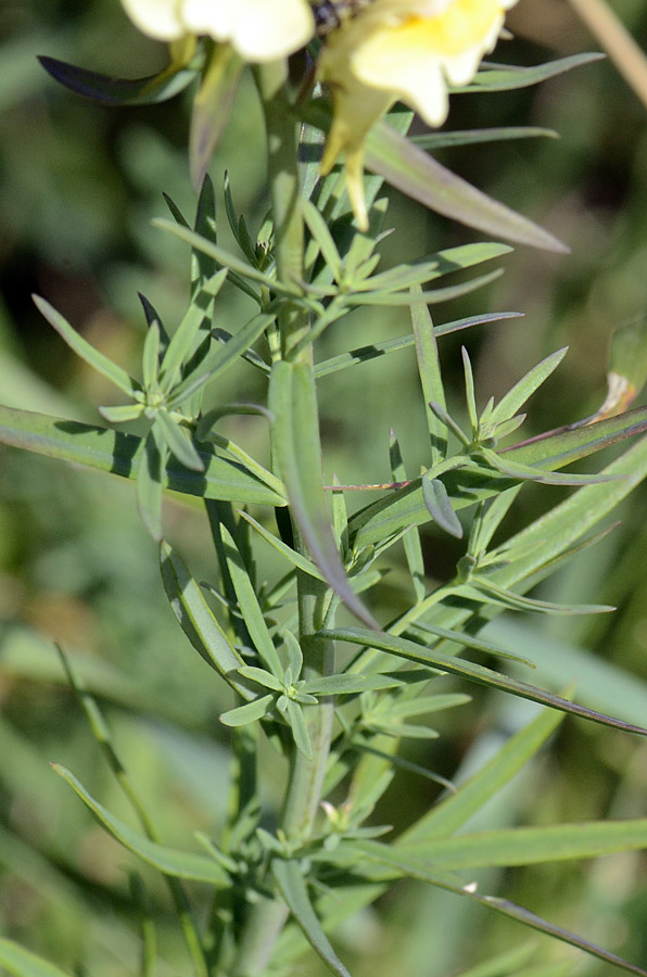 Linaria vulgaris